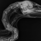 Illustration for article titled How the hell did this pelican survive after getting shot 110 times?